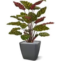 Maxifleur Kunstplanten Red Calathea Makoyana kunstplant 60cm