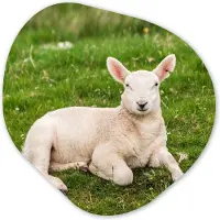 MuchoWow Organische wanddecoratie 90x90 cm - Organisch schilderij Schaap - Dieren - Lam - Muurdecoratie woonkamer - Kamer decoratie - Schilderijen - Muurcirkel aesthetic