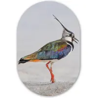 MuchoWow Muurovaal 60x90 cm - Ovale wanddecoratie Vogel - Dieren - Zand - Kievit - Ovalen schilderij - Muurdecoratie woonkamer - Kamer decoratie - Schilderijen - Wandcirkel