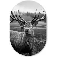 MuchoWow Muurovaal 40x60 cm - Ovale wanddecoratie Dieren - Hert - Gewei - Zwart wit - Natuur - Ovalen schilderij - Muurdecoratie woonkamer - Kamer decoratie - Schilderijen - Wandcirkel