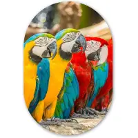 MuchoWow Muurovaal 60x90 cm - Ovale wanddecoratie Vogels - Papegaai - Tropisch - Natuur - Ovalen schilderij - Muurdecoratie woonkamer - Kamer decoratie - Schilderijen - Wandcirkel