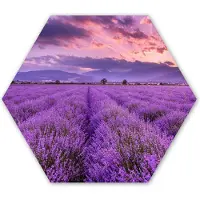 MuchoWow Hexagon wanddecoratie - Kunststof Wanddecoratie - Hexagon Schilderij - Lavendel - Paars - Bloemen - Veld - 120x103 cm