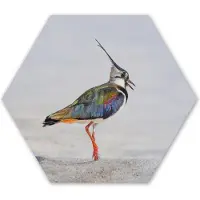 MuchoWow Hexagon wanddecoratie - Kunststof Wanddecoratie - Hexagon Schilderij - Vogel - Dieren - Zand - Kievit - 75x65 cm