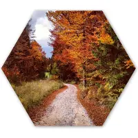 MuchoWow Hexagon wanddecoratie - Kunststof Wanddecoratie - Hexagon Schilderij - Herfst - Herfstbladeren - Pad - Bos - 75x65 cm