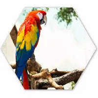 MuchoWow Hexagon wanddecoratie - Kunststof Wanddecoratie - Hexagon Schilderij - Papegaai - Vogel - Regenboog - Tropical - 120x103 cm