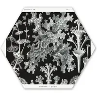 MuchoWow Hexagon wanddecoratie - Kunststof Wanddecoratie - Hexagon Schilderij - Kunst - Koraal - Ernst Haeckel - Oude meesters - Natuur - 75x65 cm