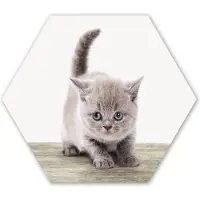 MuchoWow Hexagon wanddecoratie - Kunststof Wanddecoratie - Hexagon Schilderij - Kitten - Kat - Huisdieren - Jongens - Kinderen - Meisjes - 120x103 cm