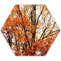 MuchoWow Hexagon wanddecoratie - Kunststof Wanddecoratie - Hexagon Schilderij - Bos - Herfst - Seizoenen - 75x65 cm