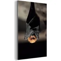 MuchoWow Wanddecoratie Metaal - Aluminium Schilderij Industrieel - Een hangende vleermuis - 120x180 cm - Dibond - Foto op aluminium - Industriële muurdecoratie - Voor de woonkamer/slaapkamer