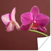 PosterMonkey Poster Bloemen - Orchideeën - Roze - 30x30 cm