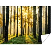 PosterMonkey Poster Bos - Zon - Bomen - Gras - Landschap - Natuur - 120x90 cm