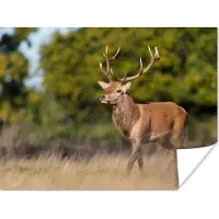 PosterMonkey Poster Dieren - Hert - Gewei - Bosdieren - Natuur - 80x60 cm