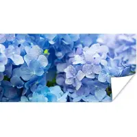 PosterMonkey Poster Hortensia - Waterdruppel - Bloemen - Botanisch - Blauw - 120x60 cm