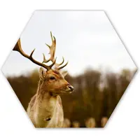 MuchoWow Hexagon wanddecoratie - Kunststof Wanddecoratie - Hexagon Schilderij - Damhert - Bos - Kudde - Dieren - Natuur - 75x65 cm