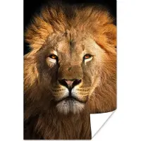 PosterMonkey Poster Leeuw - Dieren - Zwart - Licht - Bruin - Portret - 80x120 cm