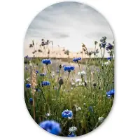 MuchoWow Muurovaal 80x120 cm - Ovale wanddecoratie Bloemen - Zomer - Korenbloem - Blauw - Zon - Wolken - Ovalen schilderij - Muurdecoratie woonkamer - Kamer decoratie - Schilderijen - Wandcirkel