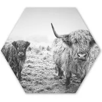 MuchoWow Hexagon wanddecoratie - Kunststof Wanddecoratie - Hexagon Schilderij - Schotse hooglanders - Licht - Lucht - Natuur - 75x65 cm