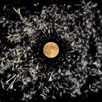 Konkurrent Lisa O'Neill - All Of This Is Chance (CD)