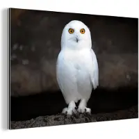 MuchoWow Wanddecoratie Metaal - Aluminium Schilderij Industrieel - Sneeuwuil - 180x120 cm - Dibond - Foto op aluminium - Industriële muurdecoratie - Voor de woonkamer/slaapkamer