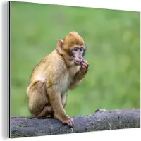MuchoWow Wanddecoratie Metaal - Aluminium Schilderij Industrieel - Aap - Tak - Natuur - Dieren - 80x60 cm - Dibond - Foto op aluminium - Industriële muurdecoratie - Voor de woonkamer/slaapkamer