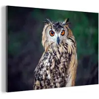 MuchoWow Wanddecoratie Metaal - Aluminium Schilderij Industrieel - Oehoe uil - 30x20 cm - Dibond - Foto op aluminium - Industriële muurdecoratie - Voor de woonkamer/slaapkamer