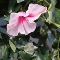 Maxifleur Kunstplanten Petunia kunst hangplant 110cm - rose