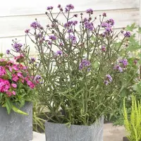 GP 12 x Lage Verbena 'Lollipop' Paars|Roze - Tuinplanten Winterhard - IJzerhard Lollipop in 9x9cm pot met hoogte 5-10cm