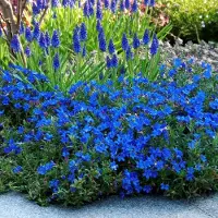 GP 12 x Parelkruid Blauw - Winterharde Vaste Plant - Lithodora (Glandora) diffusa 'Heavenly Blue' in 9x9cm pot met hoogte 5-10cm