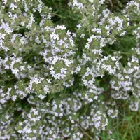 GP 12 x Echte Tijm / Keukentijm - Winterharde Kruidenplant - Thymus vulgaris in 9x9cm pot met hoogte 5-10cm
