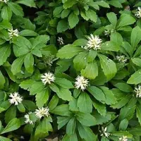 GP 25 x Schaduwkruid of Dikkemanskruid - Wintergroene Bodembedekker - Pachysandra terminalis in 9x9cm pot met hoogte 5-10cm