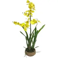 Nova Nature Oncidium Malibu in pot yellow 90cm