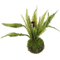 Coppens Monilophyta. groen |