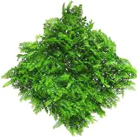 Nova Nature Fern mat (6 month UV-protected) green 50x50cm |