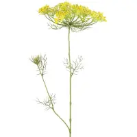 Coppens Heracleum sphondylium