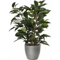 Mica Decorations Ficus kunstplant - groen - 40 cm - met plantenpot - zilver - keramiek - D13.5 en H12.5 cm