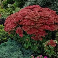 GP 25 x Hemelsleutel of Vetkruid Rood - Tuinplant Winterhard - Sedum Herbstfreude in 9x9 pot met hoogte 0-10cm