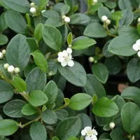 GP 6 x Wintergroene Dwergmispel - Snelgroeiende Bodembedekker - Cotoneaster dammeri in 9x9cm pot met hoogte 5-10cm