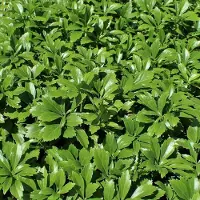 GP 6 x Schaduwkruid of Dikkemanskruid Green Carpet - Wintergroene Bodembedekker - Pachysandra terminalis 'Green Carpet' in 9x9cm pot met hoogte 5-10cm