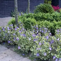 GP 25 x Grote Bonte Maagdenpalm - Wintergroene Bodembedekker - Vinca major 'Variegata' in 9x9cm pot met hoogte 5-10cm