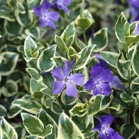 GP 12 x Grote Bonte Maagdenpalm - Wintergroene Bodembedekker - Vinca major 'Variegata' in 9x9cm pot met hoogte 5-10cm