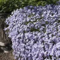 GP 6 x Kruipphlox Blauw / Kruipende Vlambloem - Phlox subulata 'Emerald Cushion Blue' in 9x9cm pot met hoogte 5-10cm