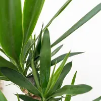 Green bubble Yucca elephantipes - 100cm