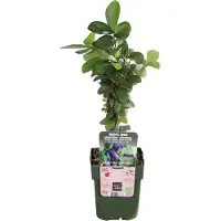 Hello Plants Lonicera Kamtschatica Duet Blauwe Honingbes - Bessenstruik - Ø 13 cm - Hoogte: 45 cm