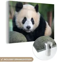 MuchoWow Glasschilderij - Acrylglas - Wanddecoratie - Panda - Steen - Natuur - Muurdecoratie - Schilderijen glas - 150x100 cm - Foto op glas - Woonkamer