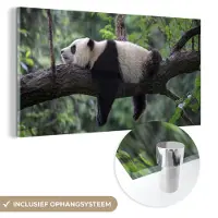 MuchoWow - Glasschilderij - Foto op glas - Wanddecoratie - Panda - Boom - Natuur - Muurdecoratie - 40x20 cm - Schilderij glas - Acrylglas