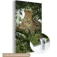 MuchoWow Glasschilderij 40x60 cm - Schilderij acrylglas - Panter - Boom - Wilde Dieren - Foto op glas - Schilderijen