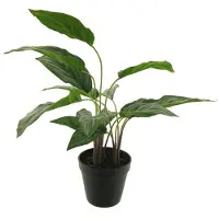 Coppens Aglaonema silver king plant in pot green 53cm |