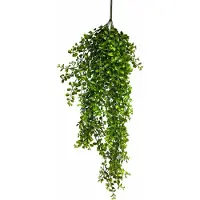 Coppens Hanging Pelaea rotundifolia green 88cm |