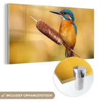 MuchoWow Glasschilderij 120x60 cm - Schilderij acrylglas - IJsvogel - Natuur - Vogel - Foto op glas - Schilderijen