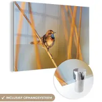 MuchoWow Glasschilderij 180x120 cm - Schilderij acrylglas - Vogels - Blauwborst - Riet - Foto op glas - Schilderijen